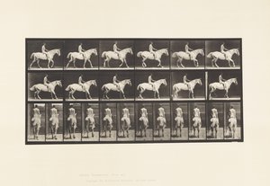 Placa 582. Caminando; Silla; Jinete Desnudo; Caballo Gris Claro Smith de Eadweard Muybridge