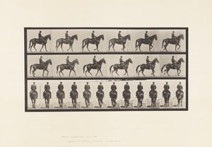Placa 584. Caminando; silla de montar; irregular; yegua marrón Beauty de Eadweard Muybridge