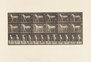 Placa 586. Caminando; sulky; yegua gris claro, Katydid de Eadweard Muybridge