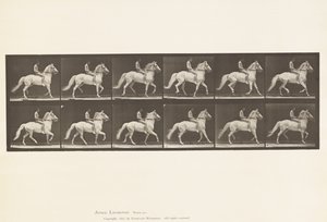 Placa 590. Ambling de Eadweard Muybridge