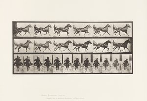 Placa 594. Balanceo (Paso): Sulky; Caballo Marrón Pronto de Eadweard Muybridge