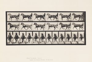Placa 595. Balanceo (Paso): Sulky; Caballo marrón Pronto de Eadweard Muybridge