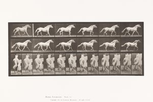 Placa 596. Trote; Libre; Caballo Gris Claro Eagle de Eadweard Muybridge