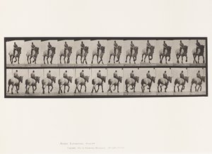 Placa 599. Trote; Sin Silla; Caballo Gris Oscuro Dusel de Eadweard Muybridge