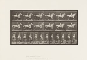 Placa 602. Trotting; Bareback; Jinete, 43, Desnudo; Caballo gris claro Smith, 1885 de Eadweard Muybridge