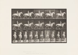 Placa 603. Trote; Silla; Caballo Gris Claro Smith de Eadweard Muybridge