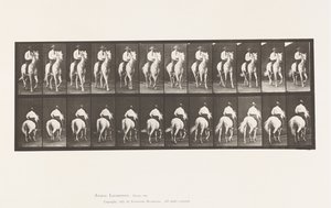Placa 604. Trote; Silla; Caballo Blanco, Elberon de Eadweard Muybridge