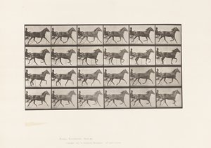 Placa 607. Trote; Sulky; Yegua baya, Lizzie M. de Eadweard Muybridge