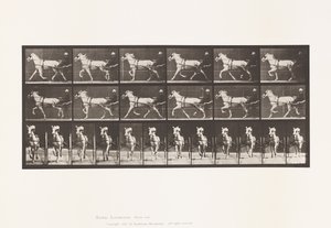 Placa 610. Trote; Sulky; Yegua gris, Katydid de Eadweard Muybridge