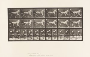 Placa 611. Trote; Sulky; Yegua Gris, Katydid de Eadweard Muybridge