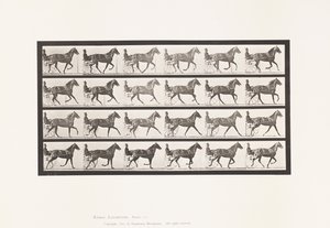 Placa 614. Trote; Rompiendo a Galope; Yegua Alazán Flode Holden de Eadweard Muybridge