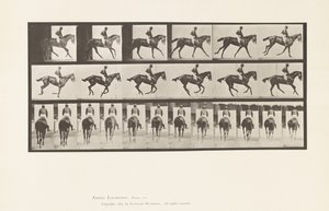 Placa 620. Medio Galope; Silla; Yegua Alazana Pura Sangre Annie 6 de Eadweard Muybridge