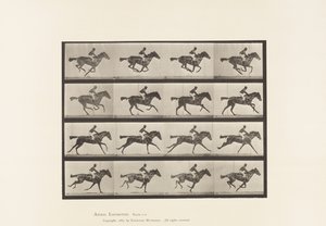 Placa 626. Galope; Yegua Alazana Pura Sangre Annie G. de Eadweard Muybridge