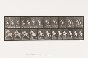 Placa 630. Galope; Silla; Yegua gris Pandora de Eadweard Muybridge