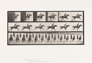 Placa 633. Galope; Silla; Caballo Pura Sangre Bay Bouquet de Eadweard Muybridge