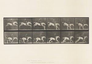 Placa 641. Saltando una valla; Silla; Derribando la valla de Eadweard Muybridge