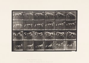 Placa 648. Saltando Sobre Tres Caballos; A,B; Caballo Castaño Hornet de Eadweard Muybridge
