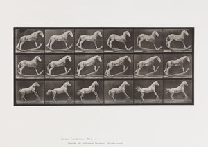 Placa 649. A, Avispa, Balanceándose; B, Águila, Rodando barril, etc. de Eadweard Muybridge