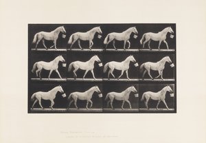 Placa 650. Caminando con un Cubo en la Boca; Caballo Gris Claro de Eadweard Muybridge