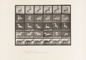 Placa 652. A, B, C, D, E, Caballos Encabritados, etc. de Eadweard Muybridge