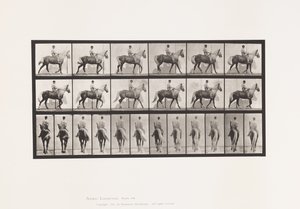 Placa 653. Caminando; Silla; Cojo, Pie delantero derecho; Caballo-Buckskin de Eadweard Muybridge