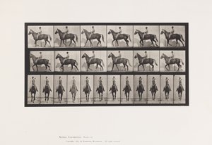 Placa 654. Caminando; Silla; Cojo, Pie delantero derecho; Caballo-Buckskin de Eadweard Muybridge