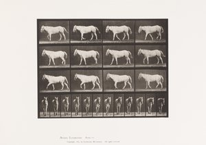 Placa 656. Caminando; Libre; Osificación del Cartílago de Eadweard Muybridge