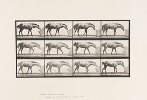 Placa 657. Rodando una Caja; Pony, Lotta de Eadweard Muybridge