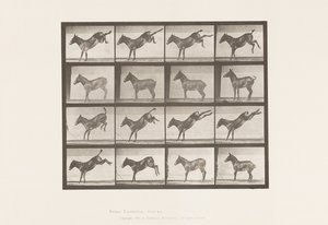 Placa 658. Mula; A, pateando; B, pateando Ruth de Eadweard Muybridge