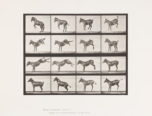 Placa 659. Mula; A, B, Corcoveando y pateando; Ruth de Eadweard Muybridge
