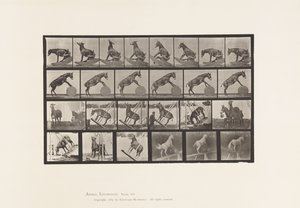 Placa 660. Mula; Actuaciones Diversas Denver de Eadweard Muybridge