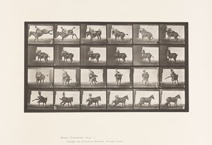 Placa 661. Mula; A, B, Un Animal Refractario Ruth de Eadweard Muybridge