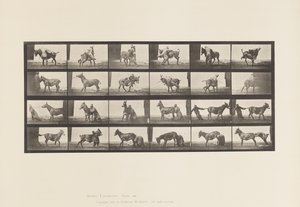 Placa 662. Mula; A, B, Un animal rebelde Denver de Eadweard Muybridge