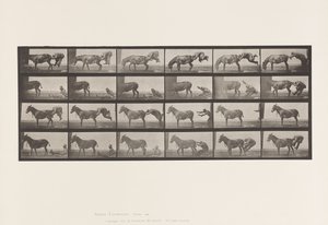Placa 663. Mula; A, B, Un animal refractario Denver de Eadweard Muybridge