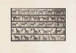 Placa 664. Mula; Varias Actuaciones; en una Mesa, etc. de Eadweard Muybridge