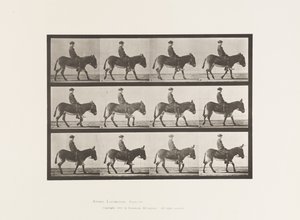 Placa 665. Asno; Caminando; Sin Montura; un Niño Montando, Jennie de Eadweard Muybridge
