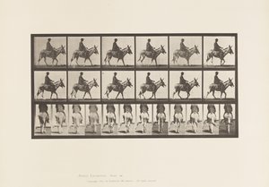 Placa 667. Asno; Caminando; Silla; Un Niño Montando, Zoológico de Eadweard Muybridge
