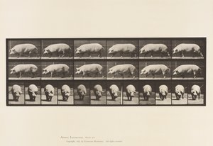 Placa 673. Cerda; Caminando de Eadweard Muybridge
