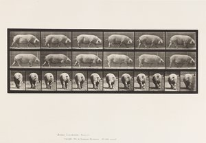 Placa 674. Cerda; Caminando de Eadweard Muybridge