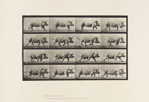 Placa 675. Cerda; Trotando de Eadweard Muybridge