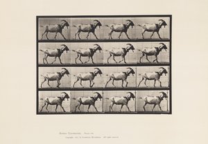 Placa 676. Cabra; Caminando de Eadweard Muybridge