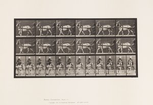 Placa 677. Cabra; Caminando en Sulky de Eadweard Muybridge