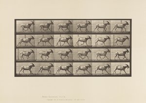 Placa 679. Cabra; Galopando de Eadweard Muybridge