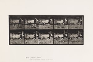 Placa 680. Órix; Galopando de Eadweard Muybridge