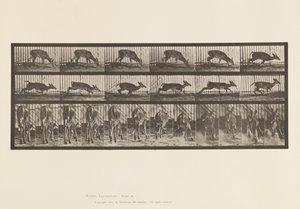 Placa 681. Ciervo de Virginia; (Sin Astas) Macho Caminando de Eadweard Muybridge