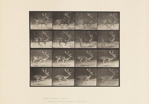 Placa 682. Ciervo Dama; Macho; A, Trotando; B, Galopando de Eadweard Muybridge