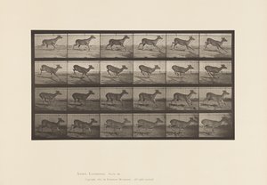 Placa 683. Ciervo de Virginia; (Sin Astas); Macho; Galopando de Eadweard Muybridge