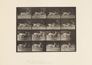 Placa 684. Ciervo Dama; A, Macho y Hembra; B, Dos Hembras; Trotando de Eadweard Muybridge