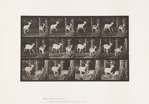 Placa 686. Ciervo Dama; Macho y Hembra; Galopando de Eadweard Muybridge