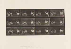 Placa 687. Ciervo Dama; Macho y Grupo de Hembras; Galopando de Eadweard Muybridge